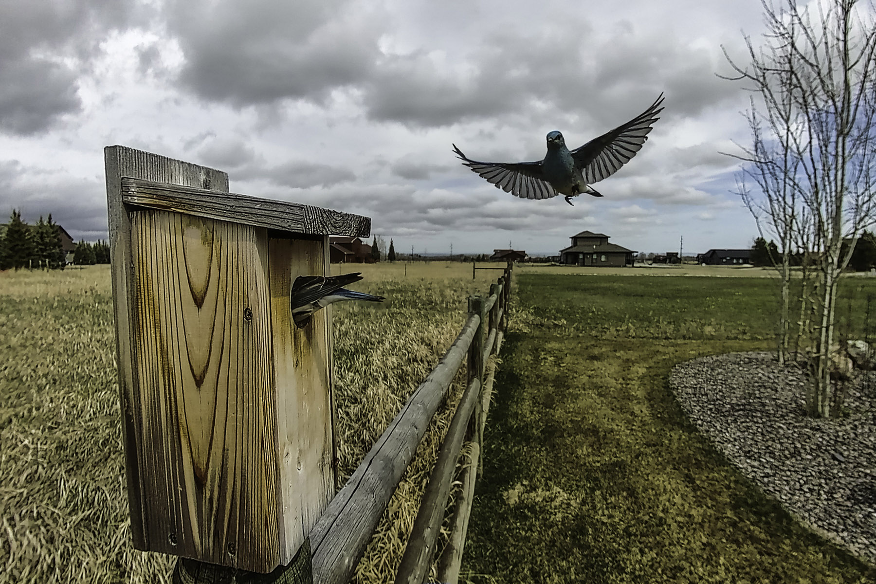 Bluebirds on trailcam.  Click for next photo.