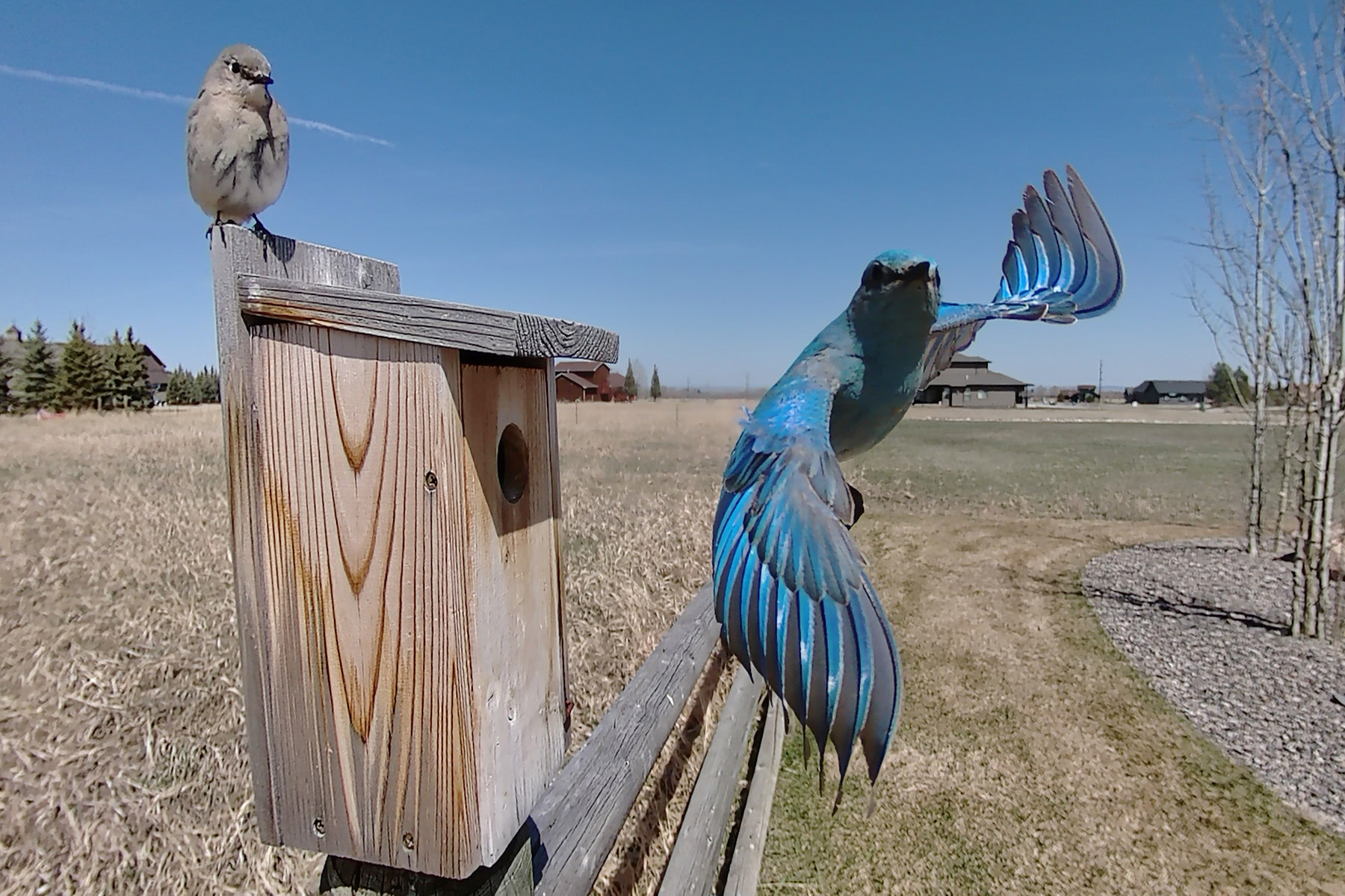 Bluebird on trailcam.  Click for next photo.