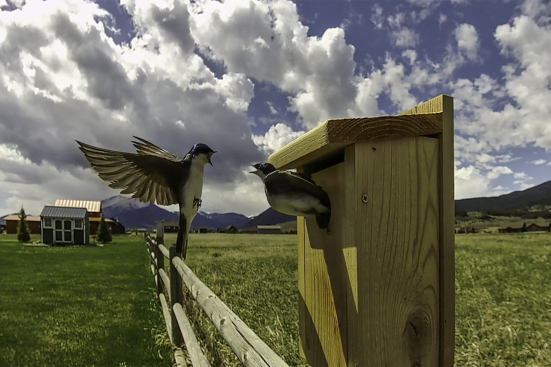 Tree swallows on trailcam.  Click for next photo.