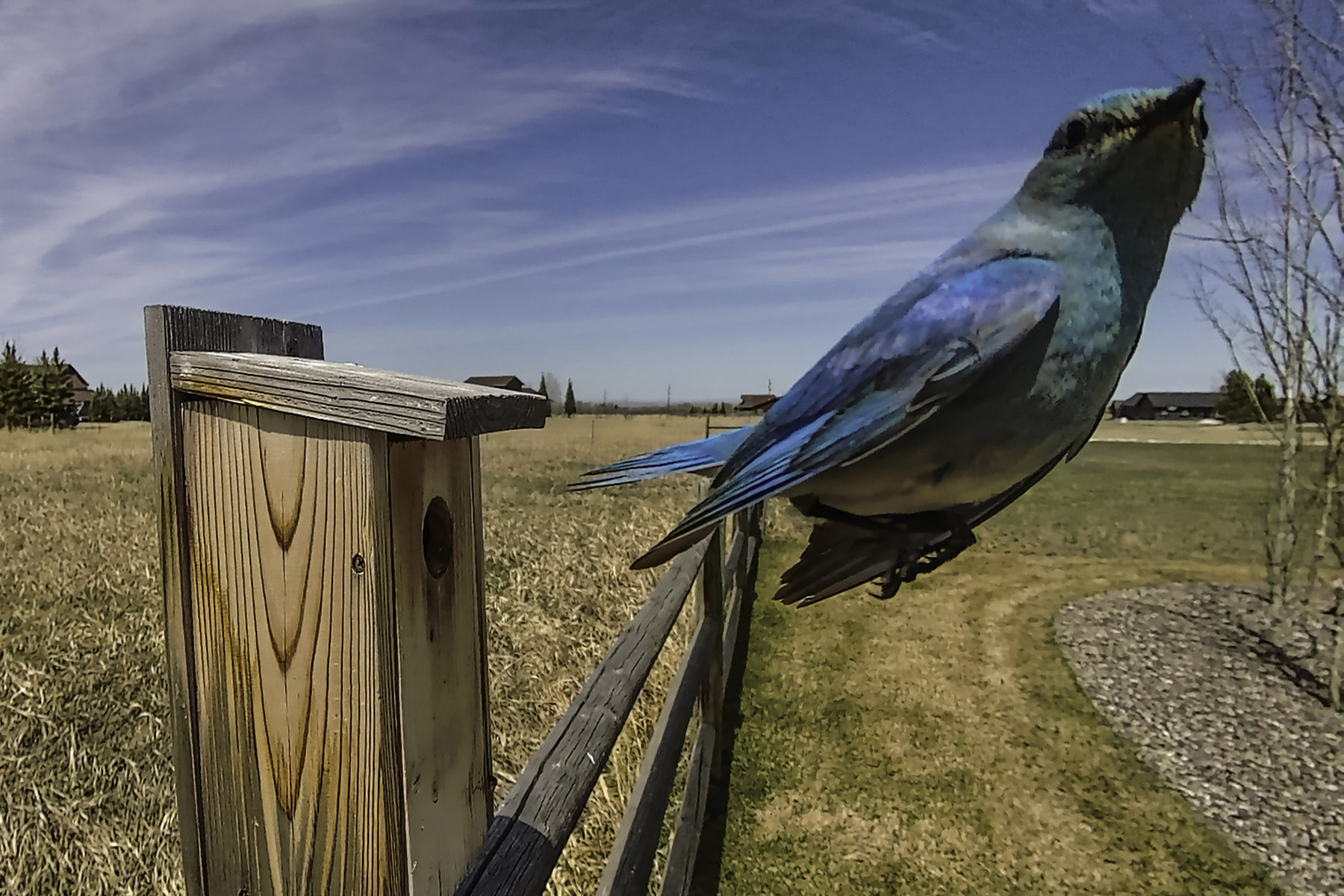 Bluebird on trailcam, close focus.  Click for next photo.