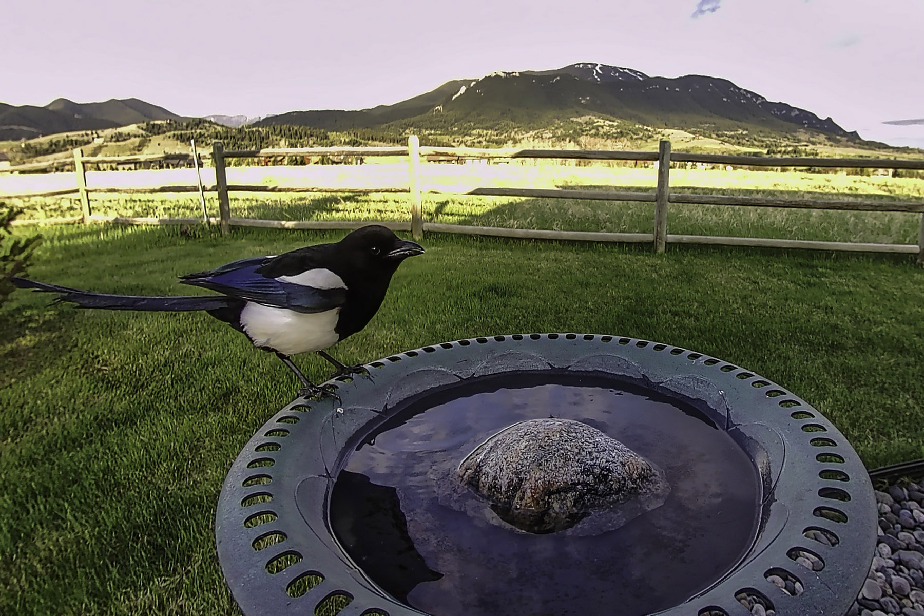 Magpie.  Click for next photo.