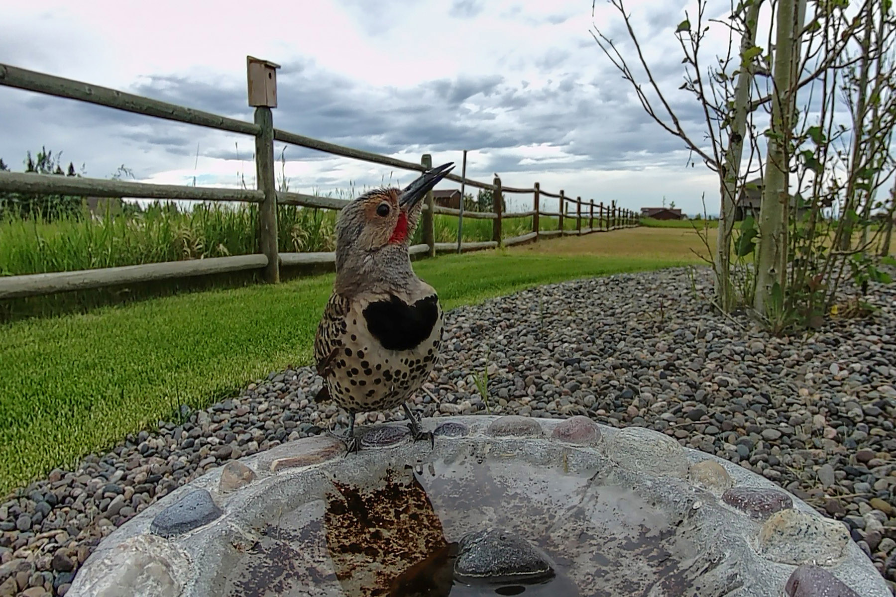 Northern Flicker (male), trail camera.
  Click for next photo.