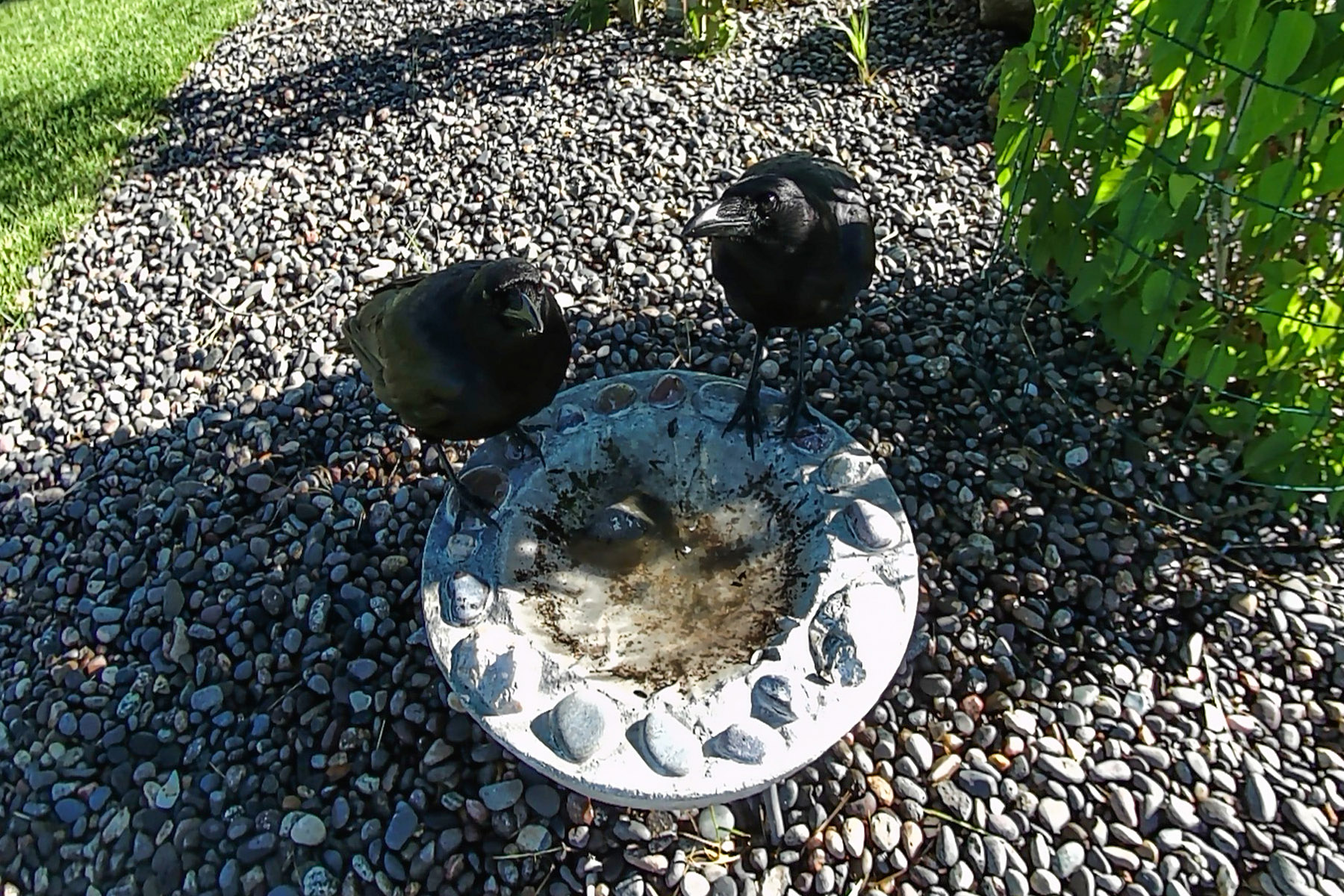 Crows hogging the birdbath, trailcam.  Click for next photo.