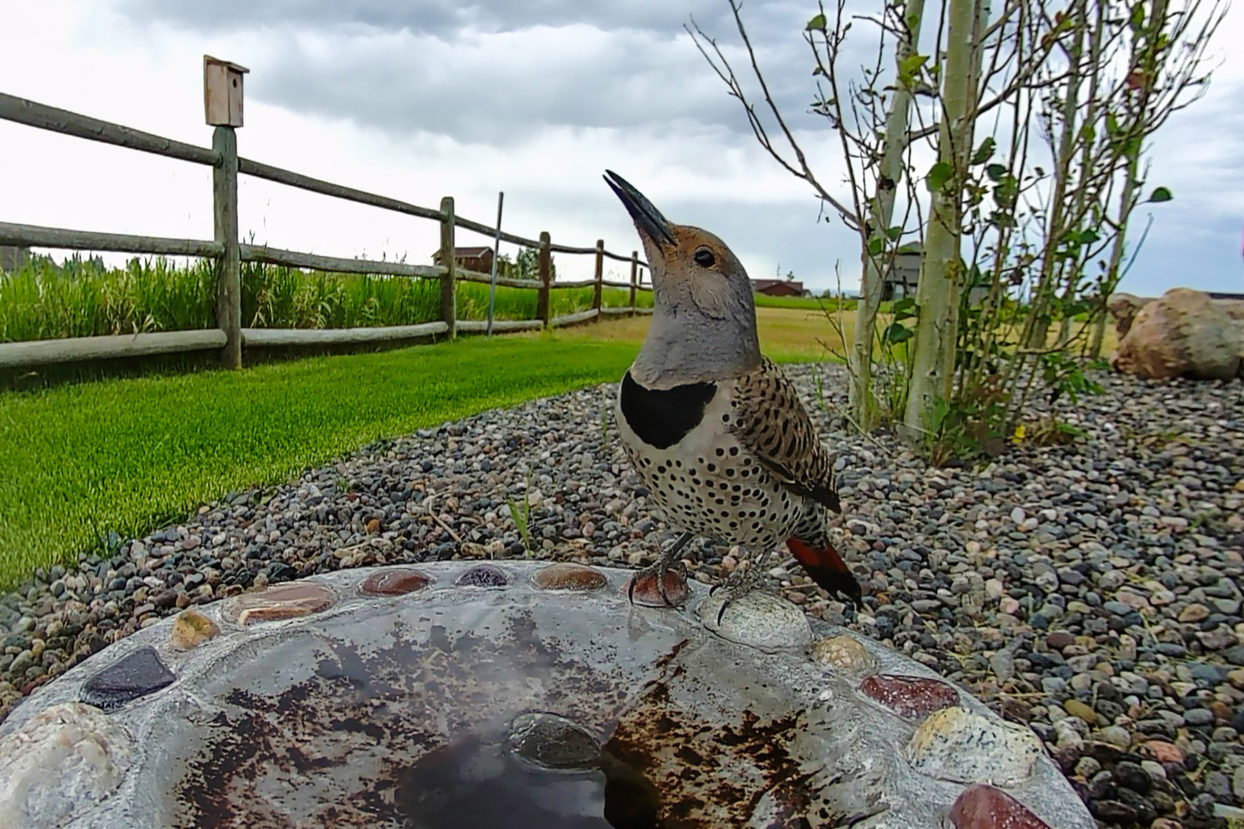 Northern Flicker (female), trail camera.
  Click for next photo.