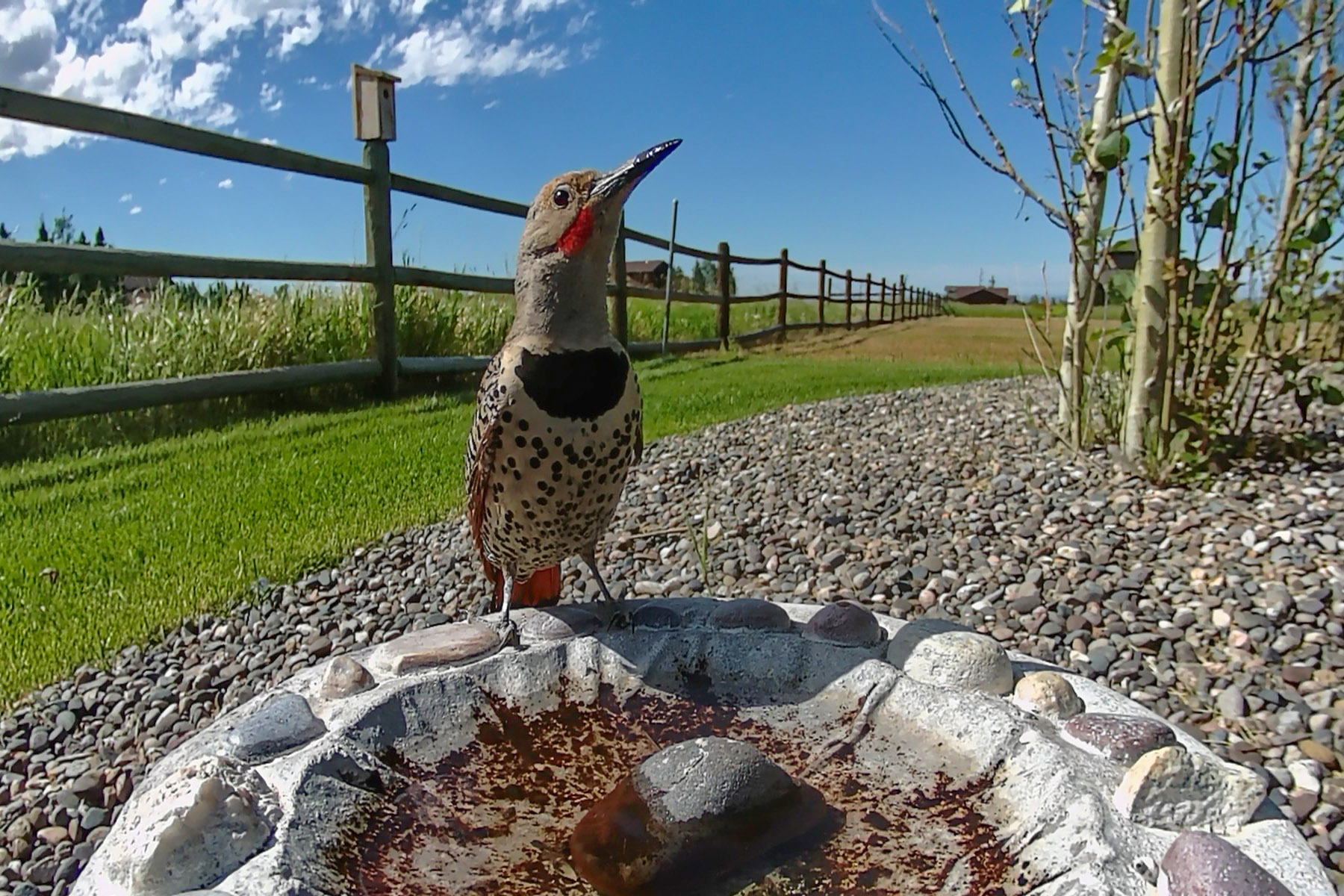 Northern Flicker (male), trail camera.
  Click for next photo.