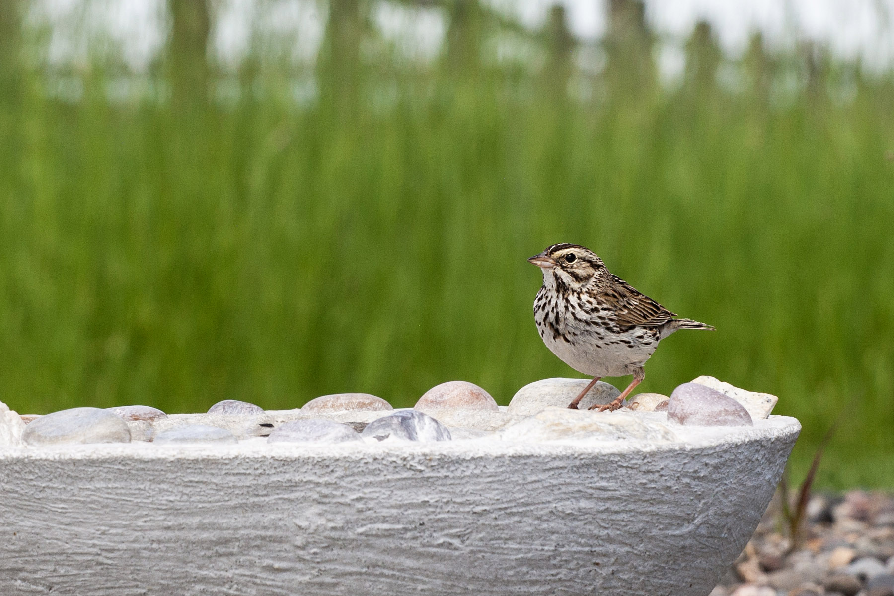 Sparrow at the birdbath, motion trigger.  Click for next photo.
