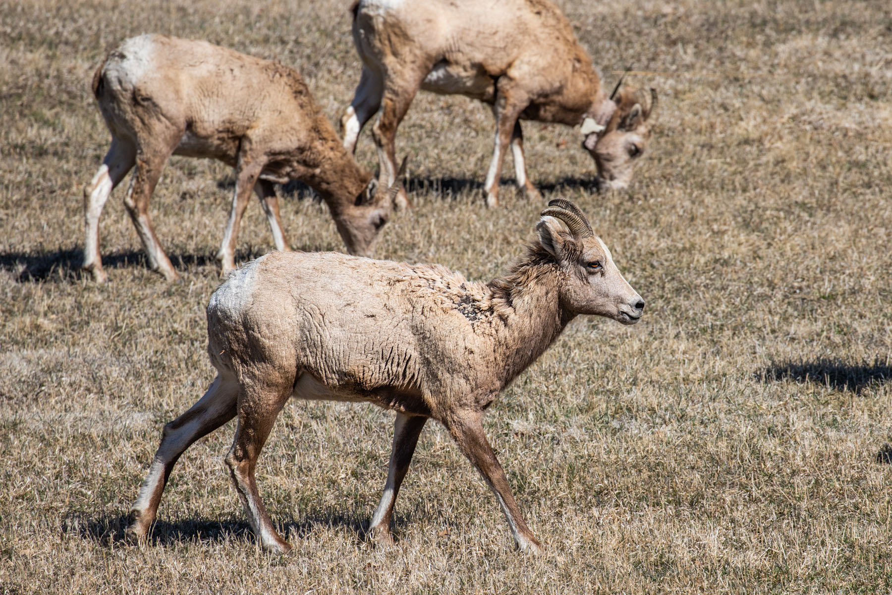 On the trip down to Texas, Bighorn ewe in Custer State Park, SD.  Click for next photo.