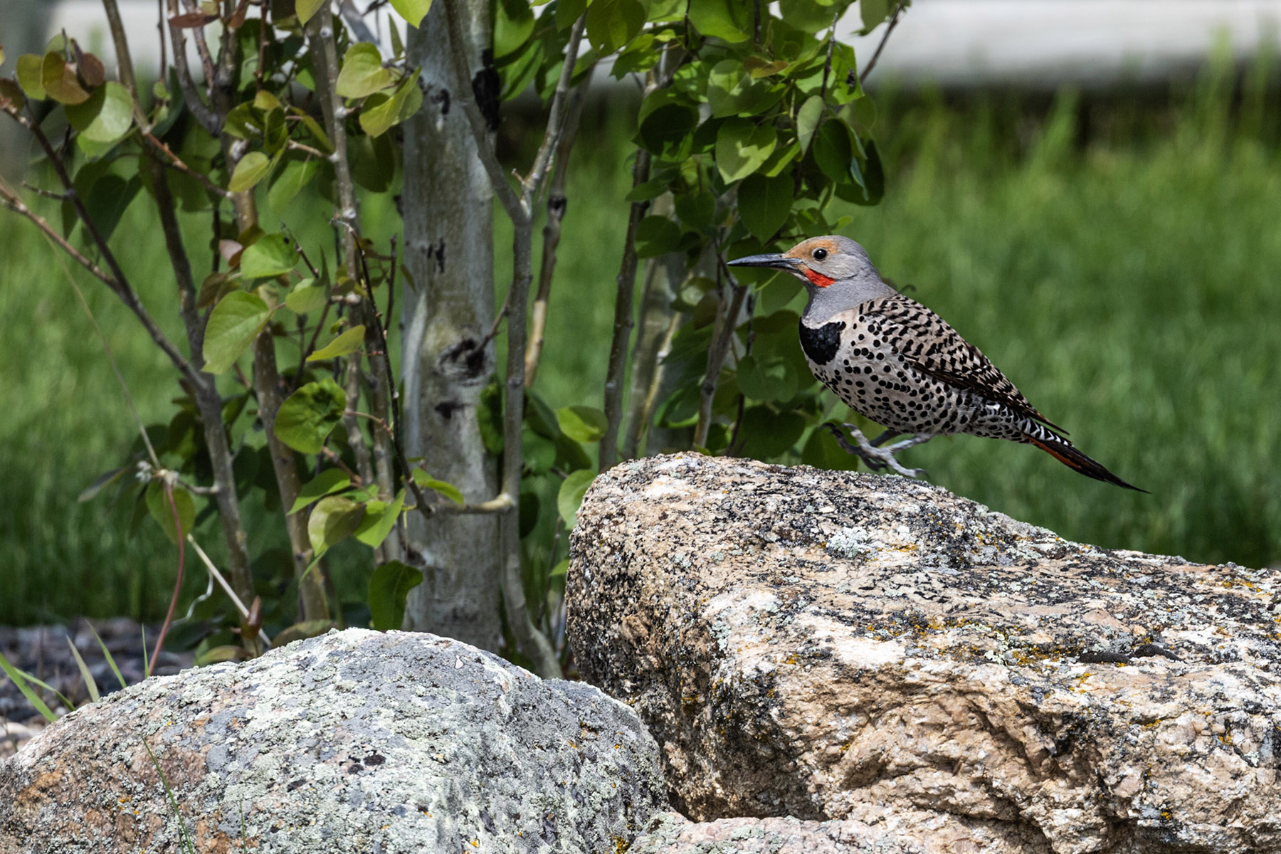 Northern Flicker (male).  Click for next photo.