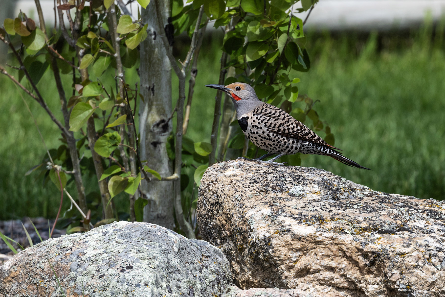Northern Flicker (male).  Click for next photo.