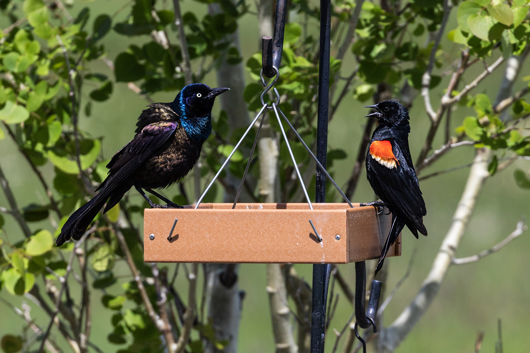 Grackle and red-winged blackbird squawk at each other for a moment before settling down to eat sunflower seeds.  Click for next photo.