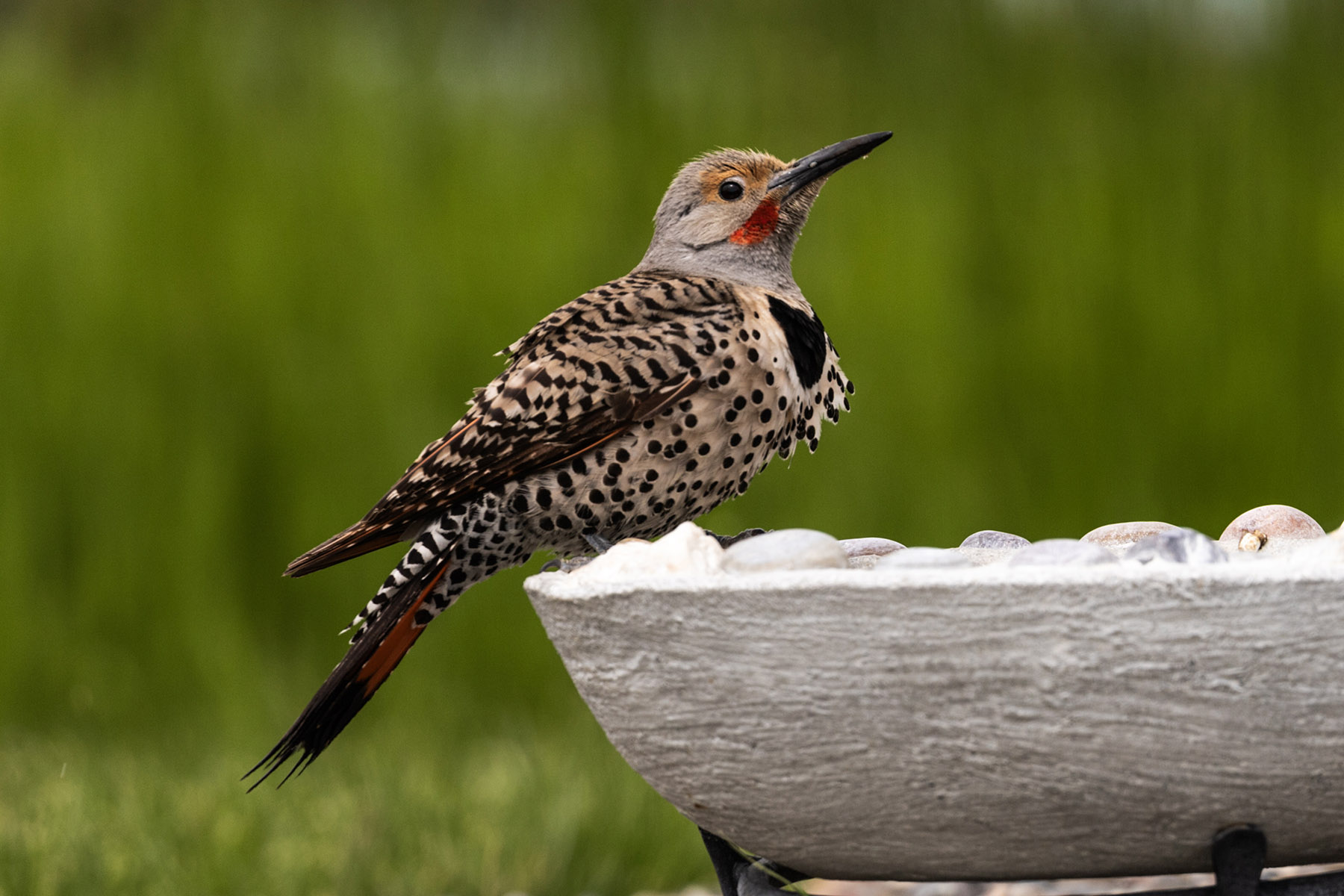 Northern Flicker (male), motion trigger.  Click for next photo.