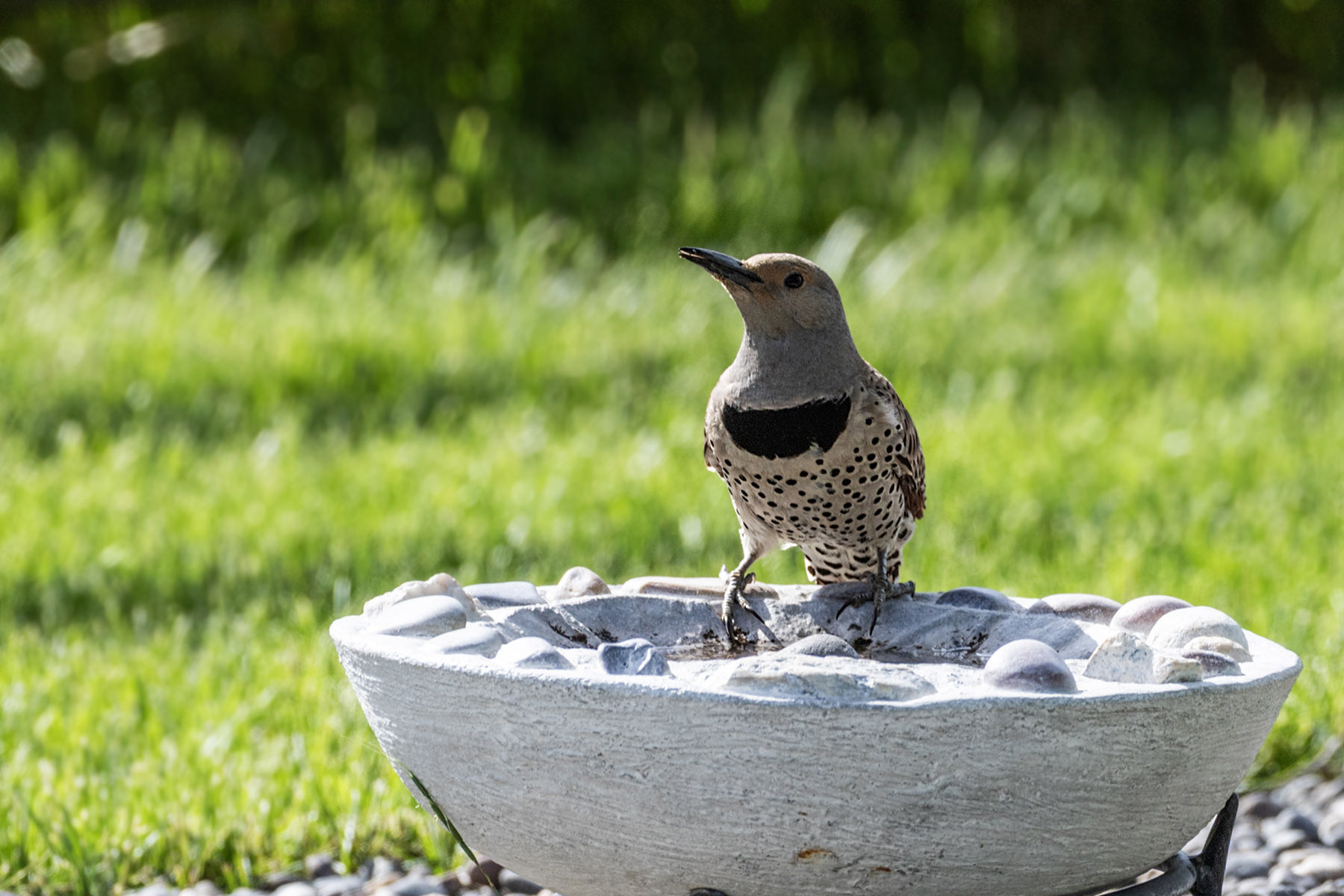 Northern Flicker (female), motion trigger.  Click for next photo.