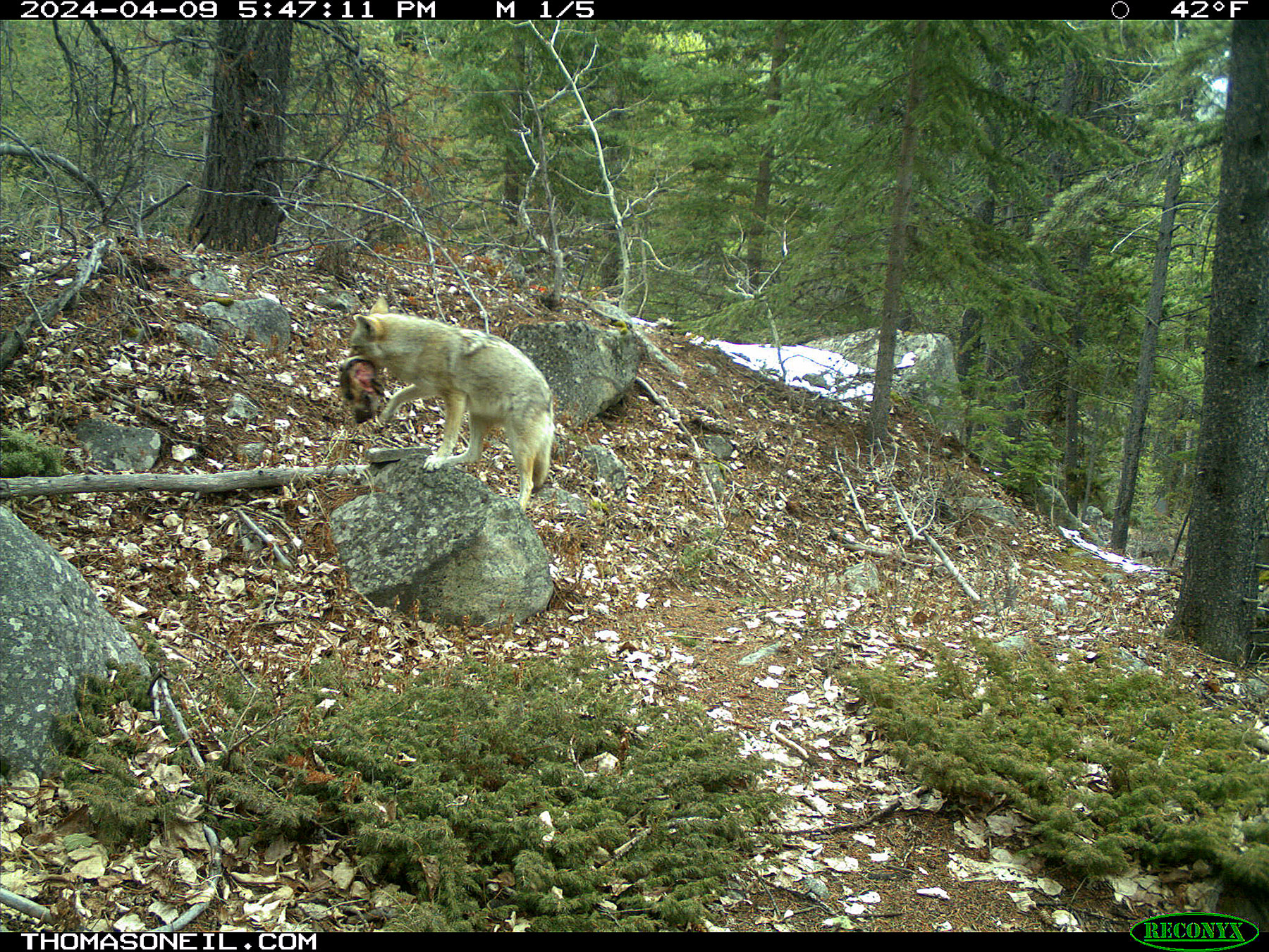 Coyote with something in its mouth on trailcam.  Click for next photo.