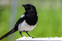 Magpie, motion trigger.