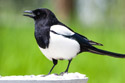 Magpie, motion trigger.