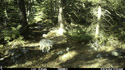 Coyote on trailcam.