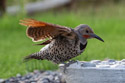 Northern Flicker (male), motion trigger.  Late in the evening, ISO 5000, Photoshop AI DeNoise used to reduce noise.