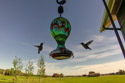 Early morning hummingbirds on trailcam.