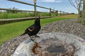 Blackbird, trail camera.