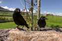 Crows, trail camera.