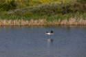 White Pelican, Beaver Creek Park, Montana.