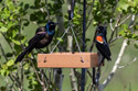 Grackle and red-winged blackbird squawk at each other for a moment before settling down to eat sunflower seeds.