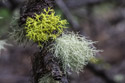 Moss in the national forest.