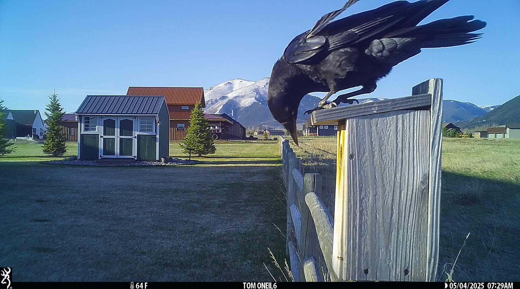 Crow checking out the nest box.  Click for next photo.