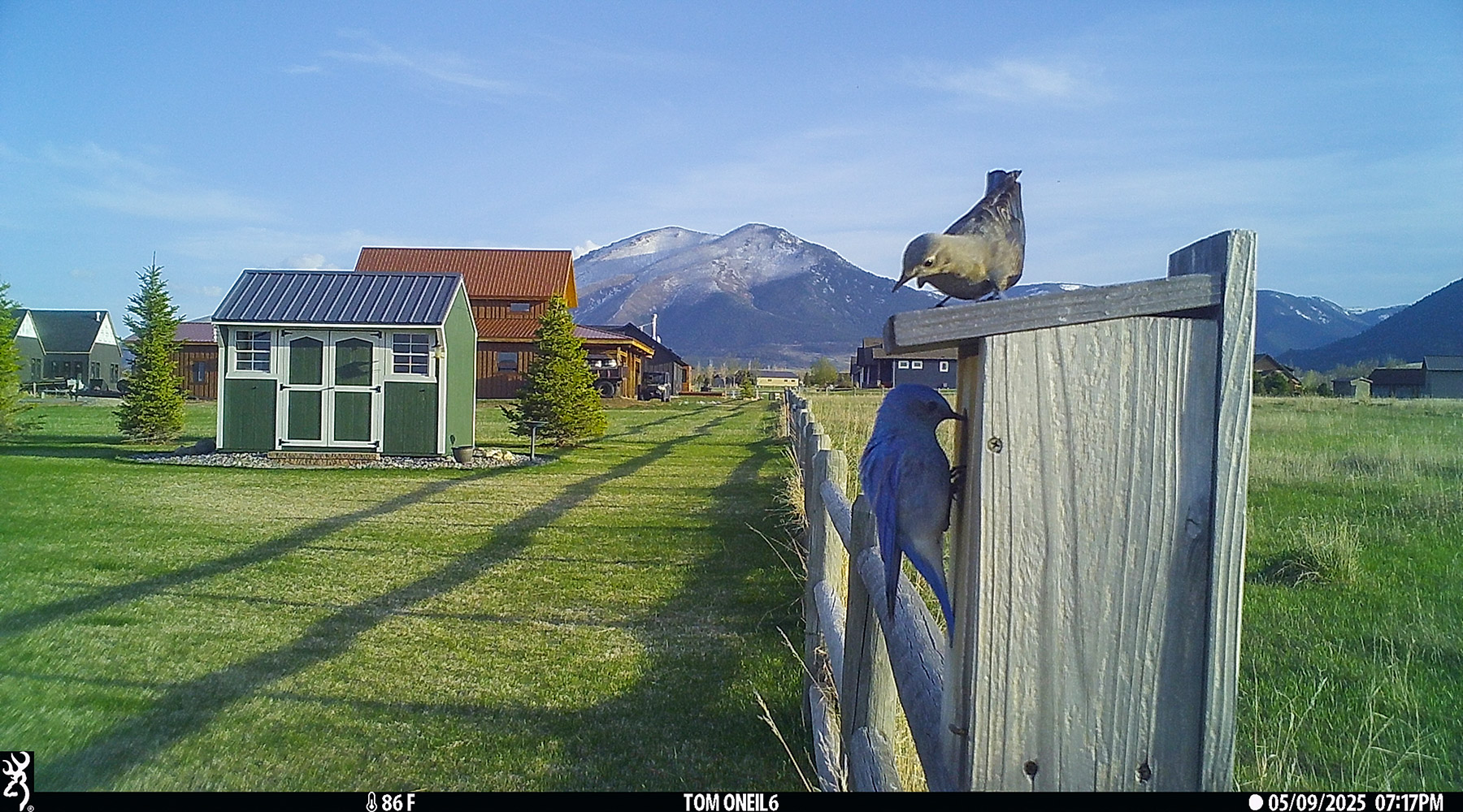 Bluebirds make an appearance.  Click for next photo.