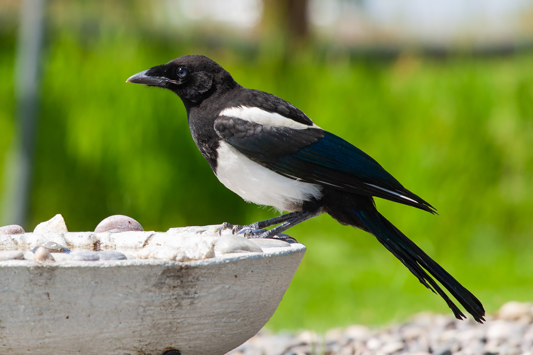 Magpie.  Click for next photo.