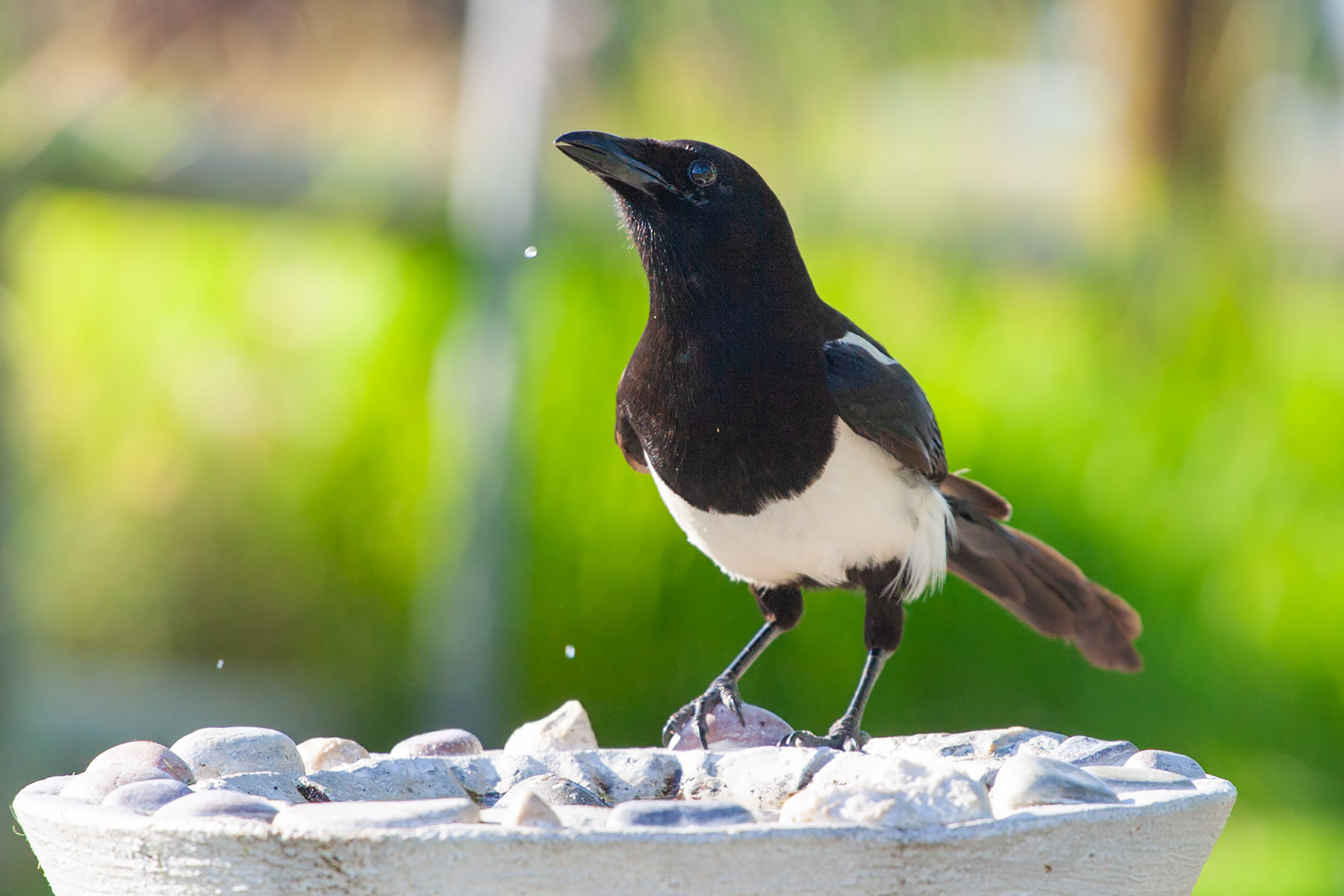 Magpie.  Click for next photo.
