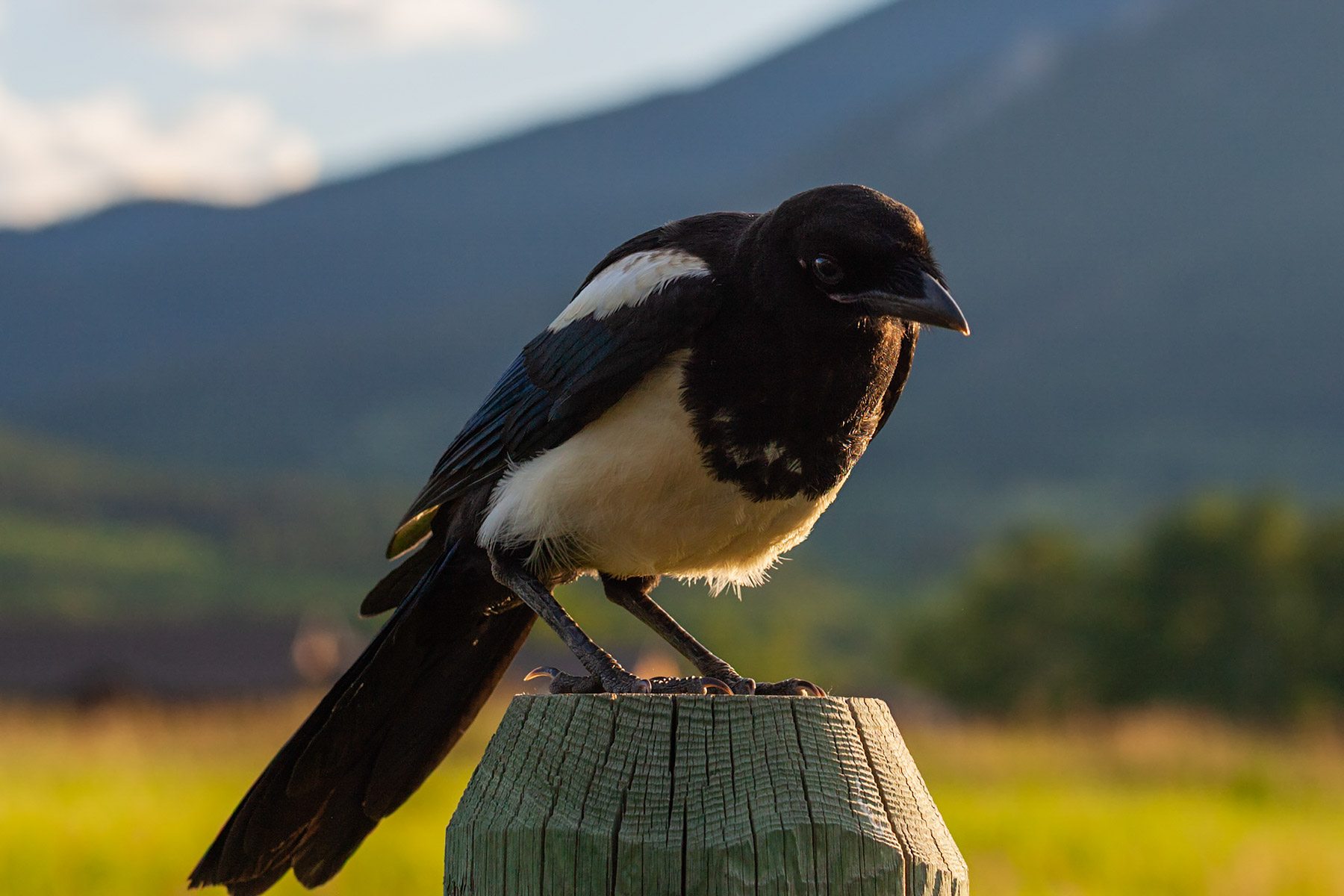 Magpie.  Click for next photo.