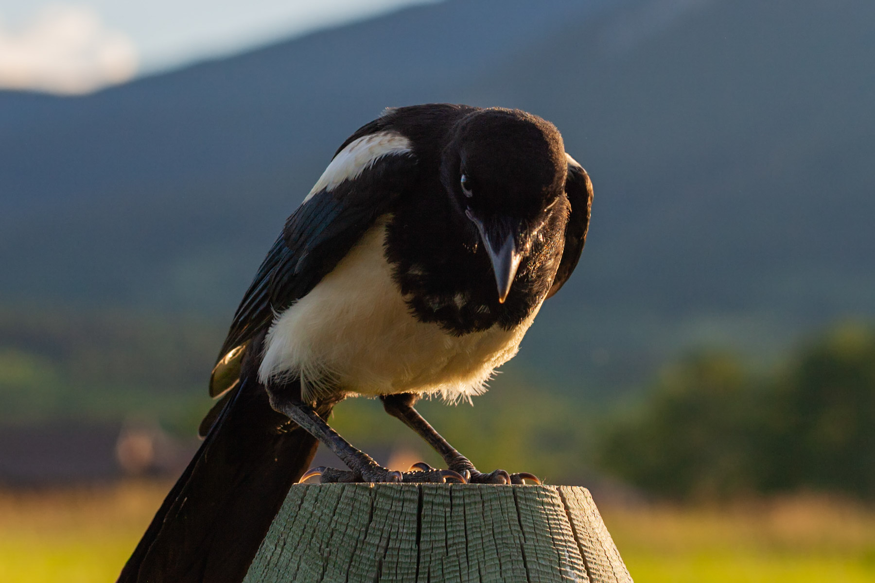 Magpie.  Click for next photo.