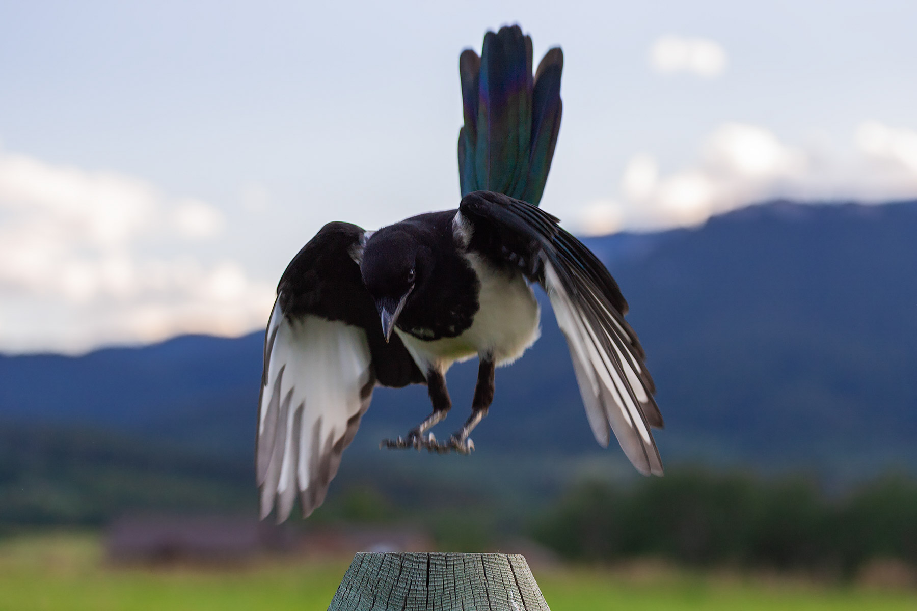 Magpie.  Click for next photo.