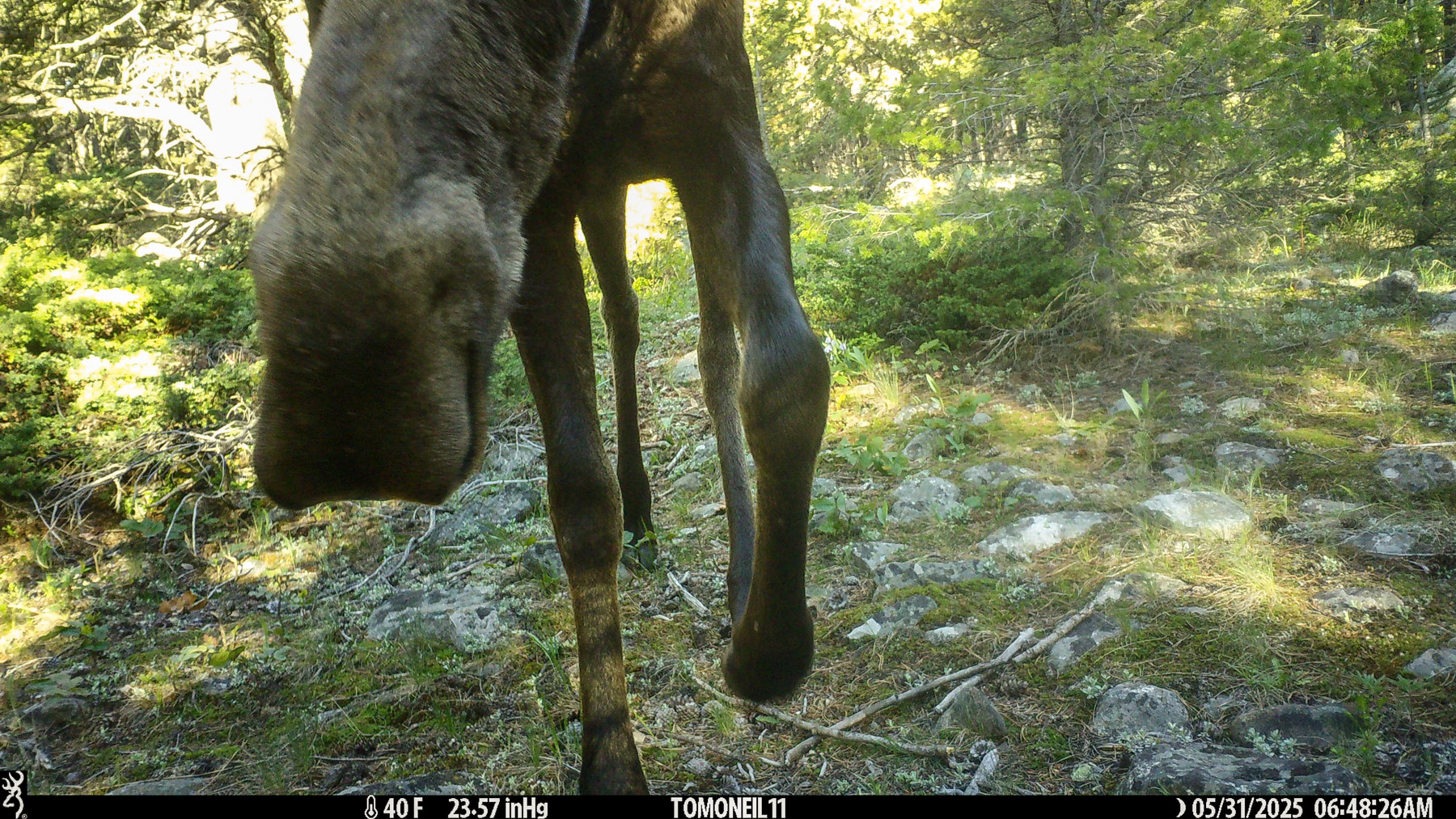 Moose in Custer Gallatin National Forest south of Red Lodge.  Click for next photo.
