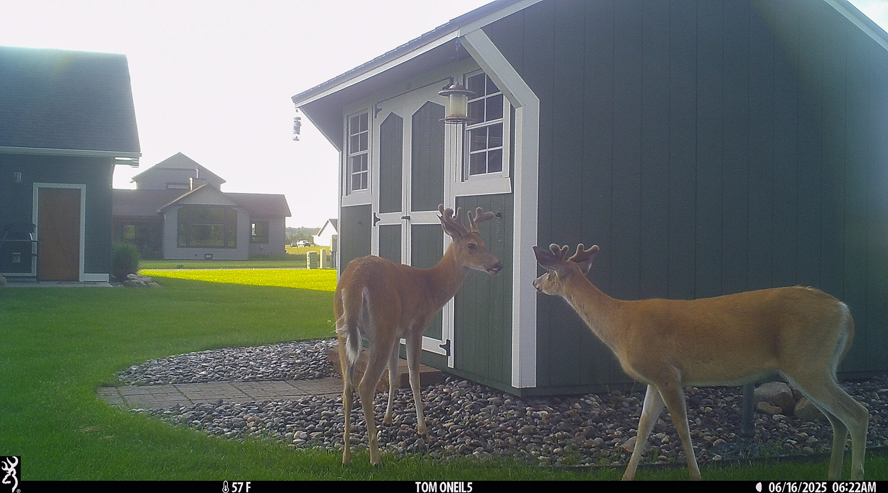 Deer in the back yard.  Click for next photo.