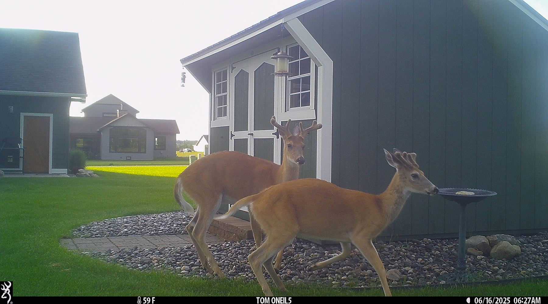 Deer in the back yard.  Click for next photo.