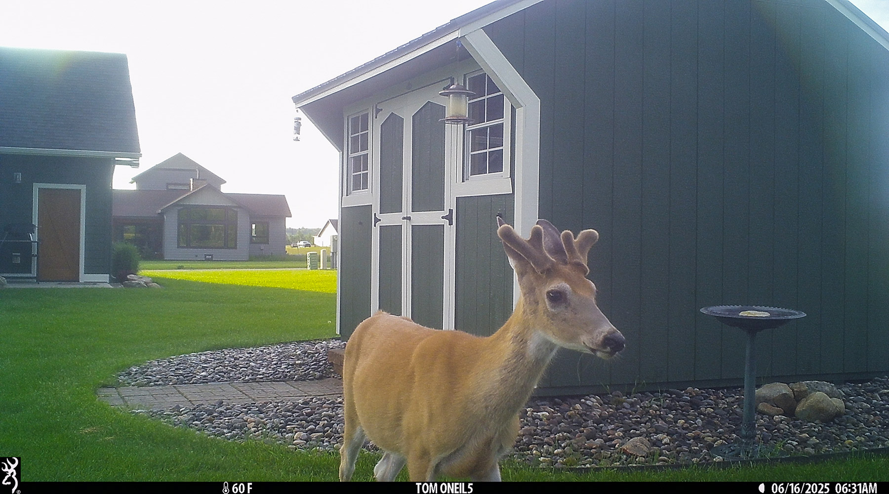 Deer in the back yard.  Click for next photo.