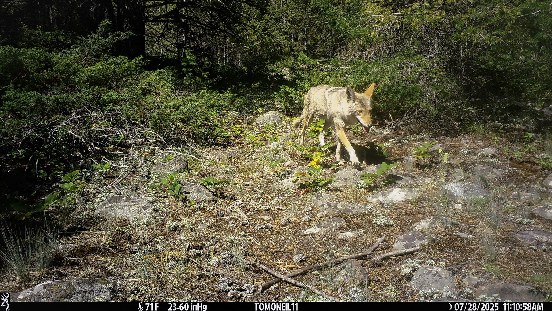 Coyote in Custer National Forest near Red Lodge, MT.  Click for next photo.