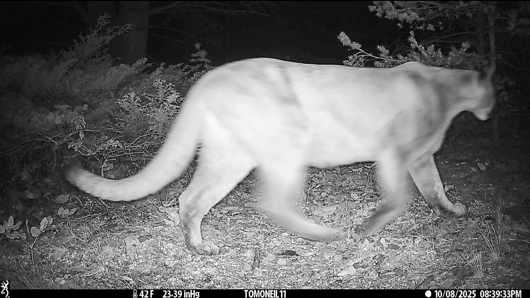 Mountain lion in Custer Gallatin National Forest south of Red Lodge, MT, a few weeks before previous images.  Click for next photo.
