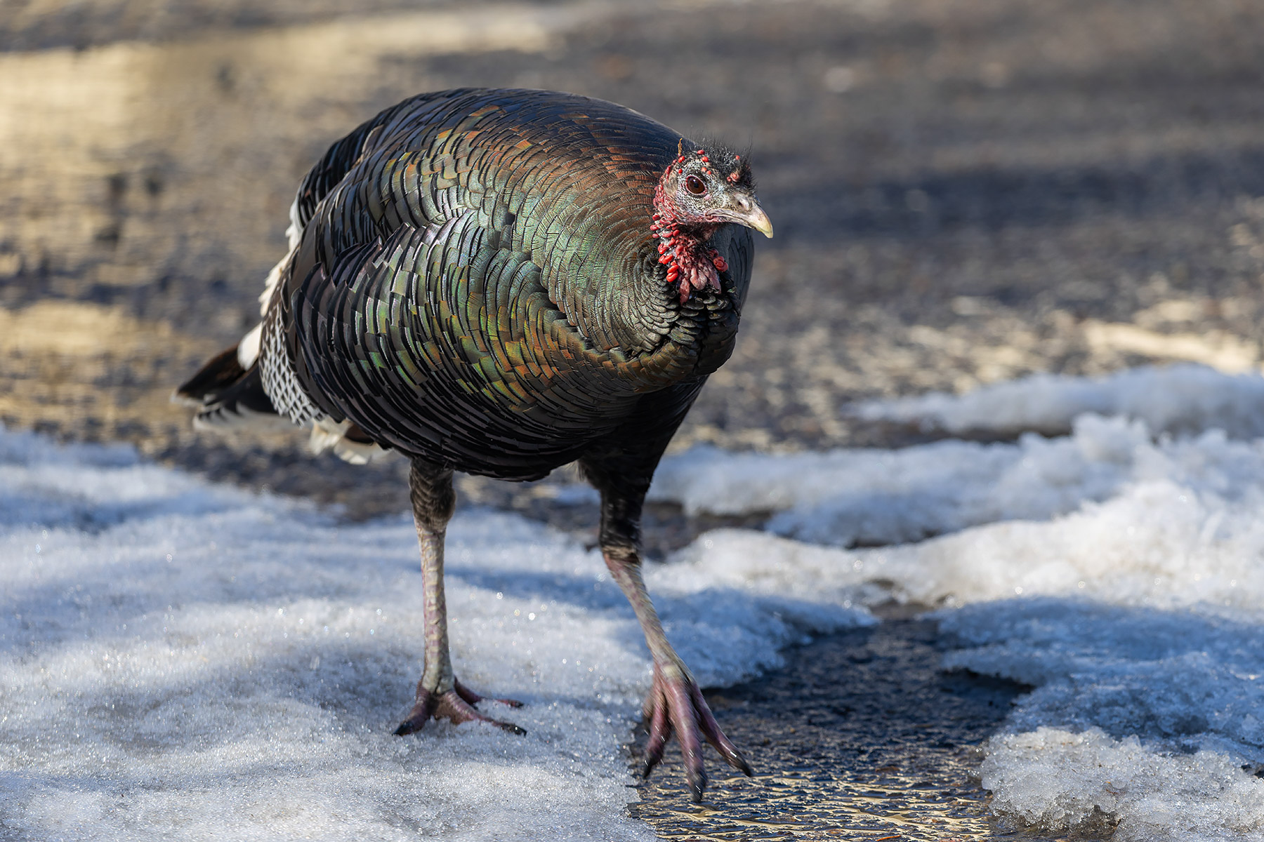 Turkey in Red Lodge, MT.  Click for next photo.