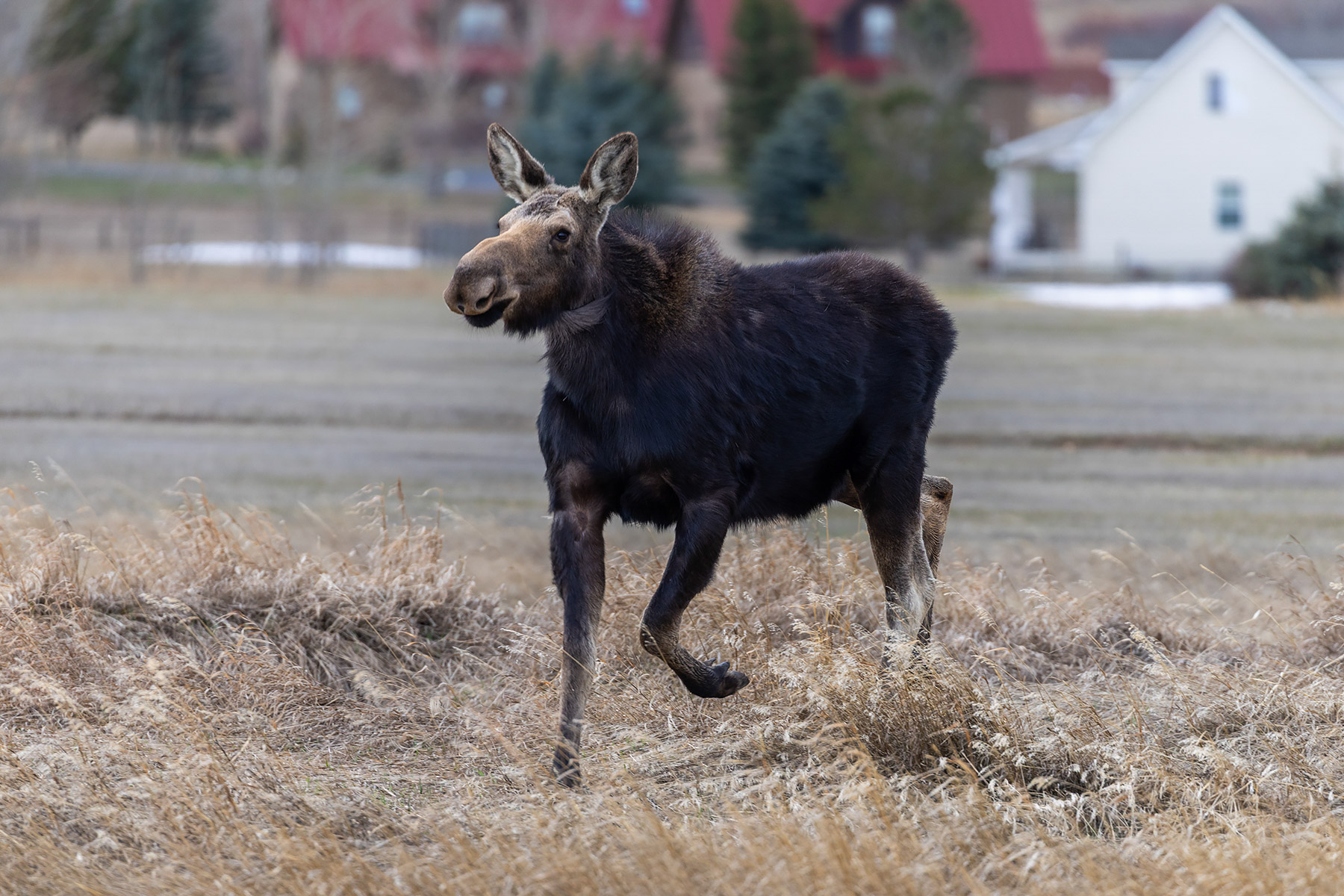 A moose in the back yard.  Click for next photo.