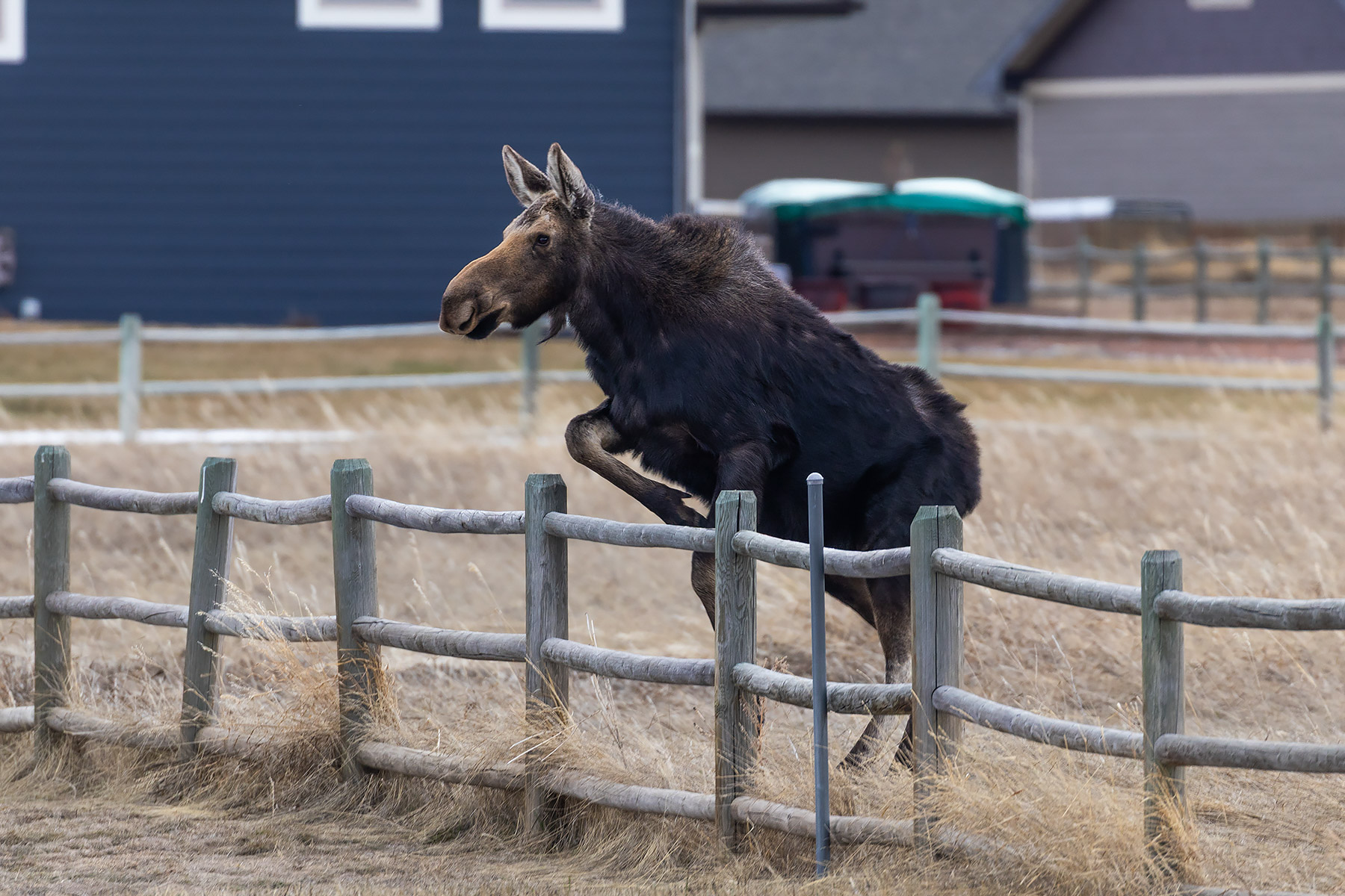 Moose jumps the back fence.  Click for next photo.