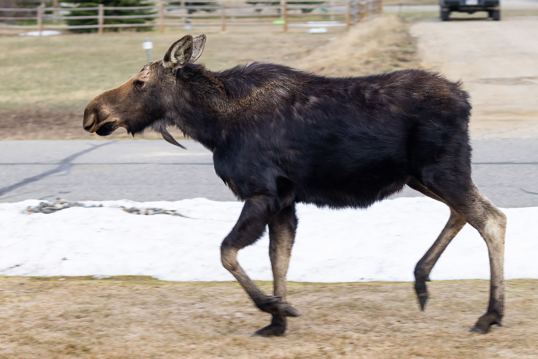 Moose trots across the front yard.  Click for next photo.