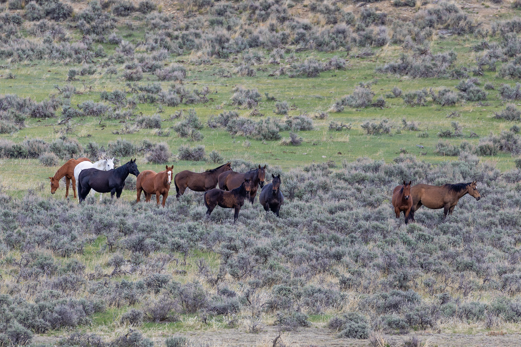 Horses on open range near Warren, MT.  Wild horses, I dont know, but this is about 20 miles from the designated Pryor Mountain Wild Horse Range.  Click for next photo.