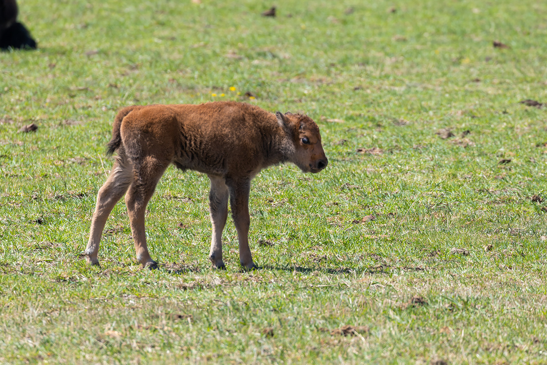 Baby bison in private herd near Bridger, MT.  Click for next photo.