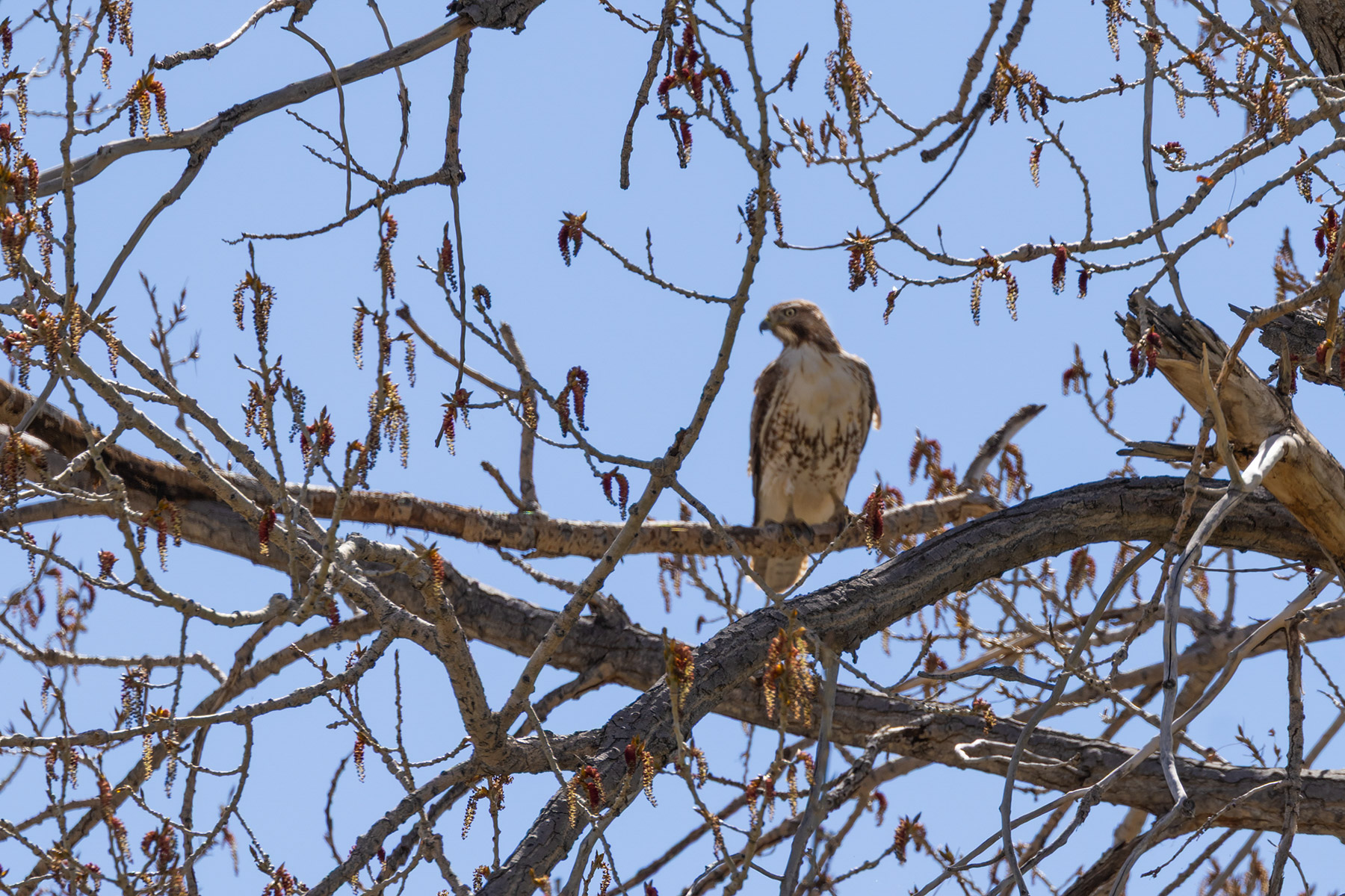 Hawk near Bridger, MT.  Click for next photo.