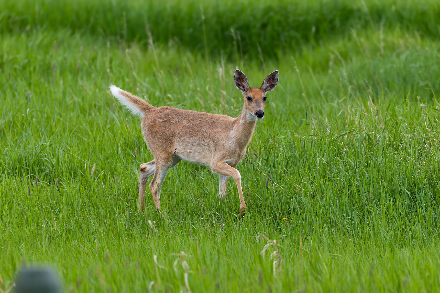 Deer in the back yard.  Click for next photo.