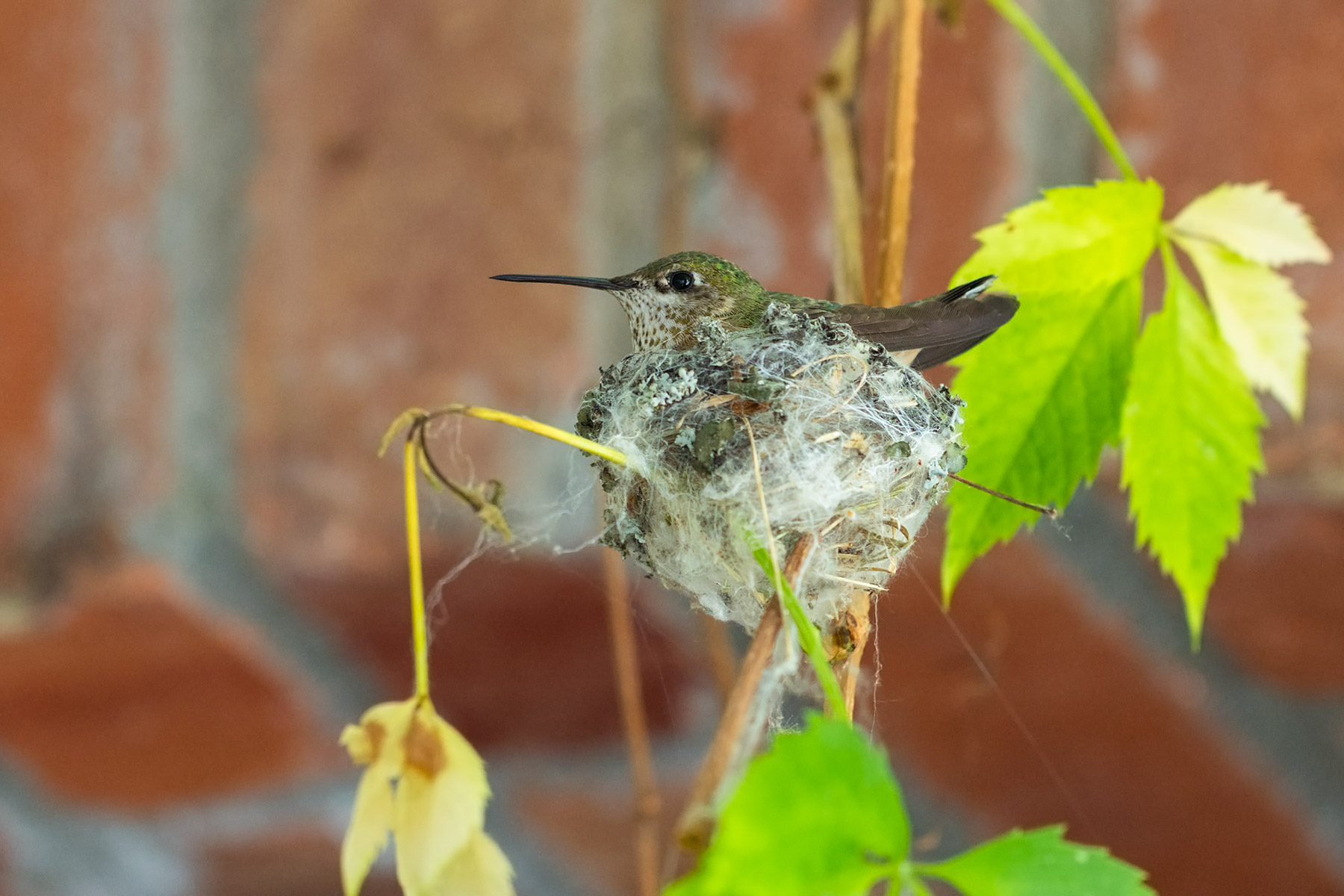 Hummingbird nest, Red Lodge, MT.  Click for next photo.