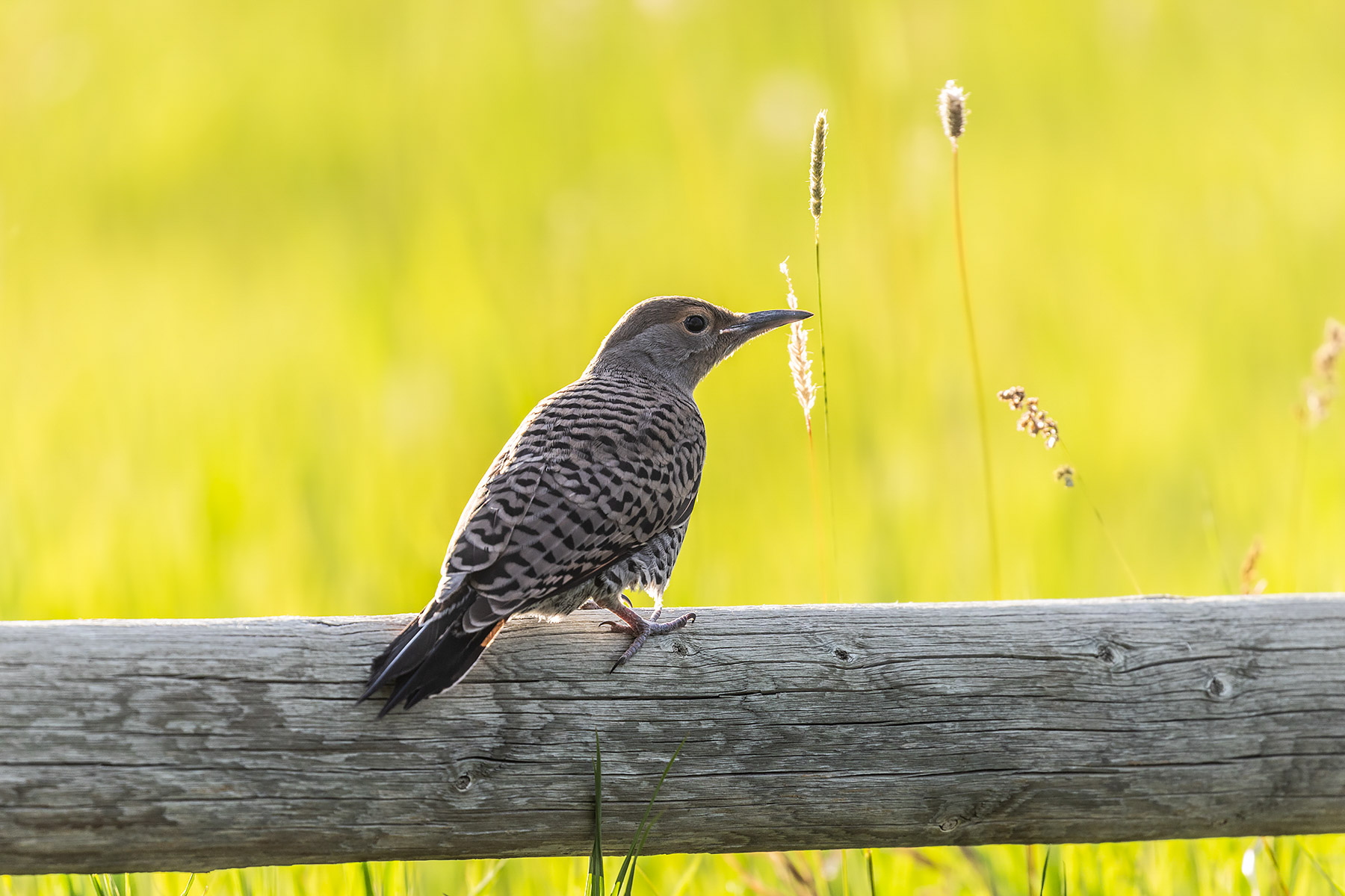 Flicker fledgling.  Click for next photo.